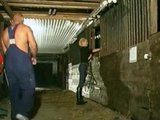 Šukání ve stáji